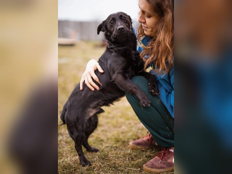 Jungrüde Romy sucht sein Lebensglück