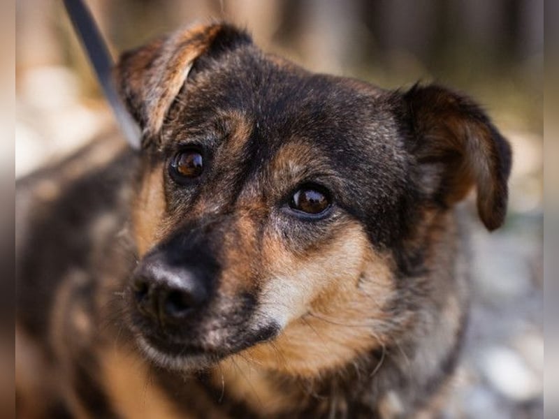 KENAI❤️kleine Kämpferin mit großem Herz & katzenverträglich
