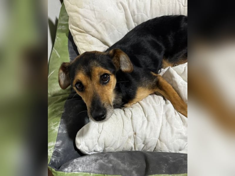 Roby ❤️ aktiver, verschmuster Rollibub Roby ❤️ aktiver, verschmuster Rollibub