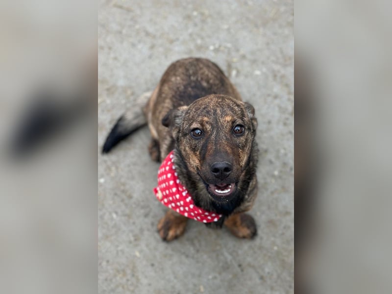 BEA❤️zauberhafte Welpen-Knutschkugel sucht ein liebevolles Zuhause