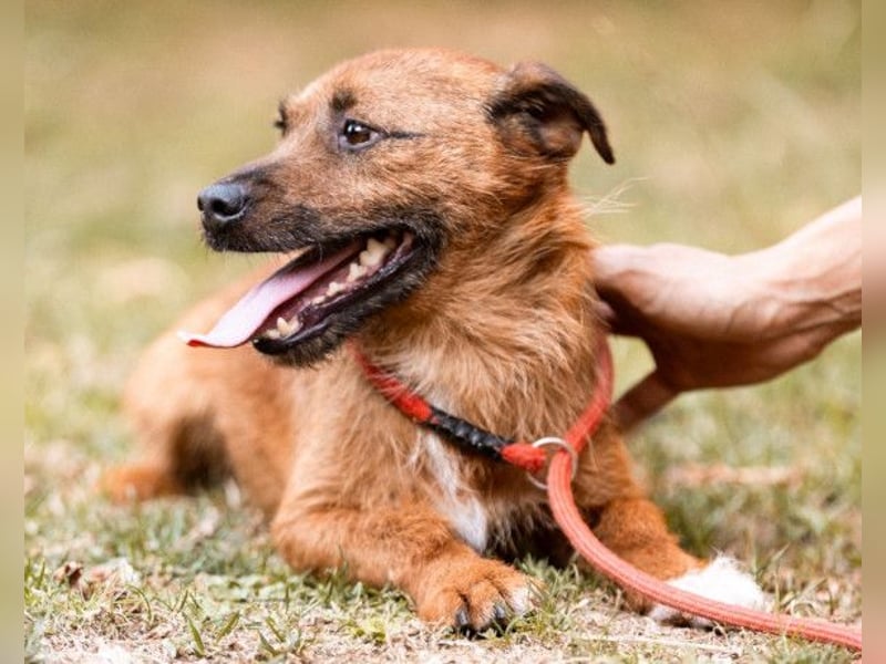 Bentley ❤️ kleiner, verspielter Lausbub!