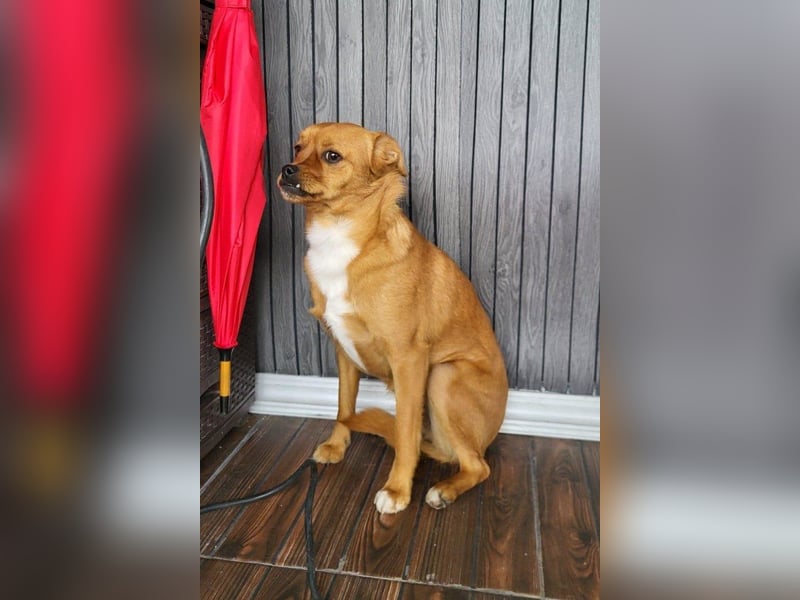 Liebste ♥ Luna ♥ klein, fein und schon stubenrein