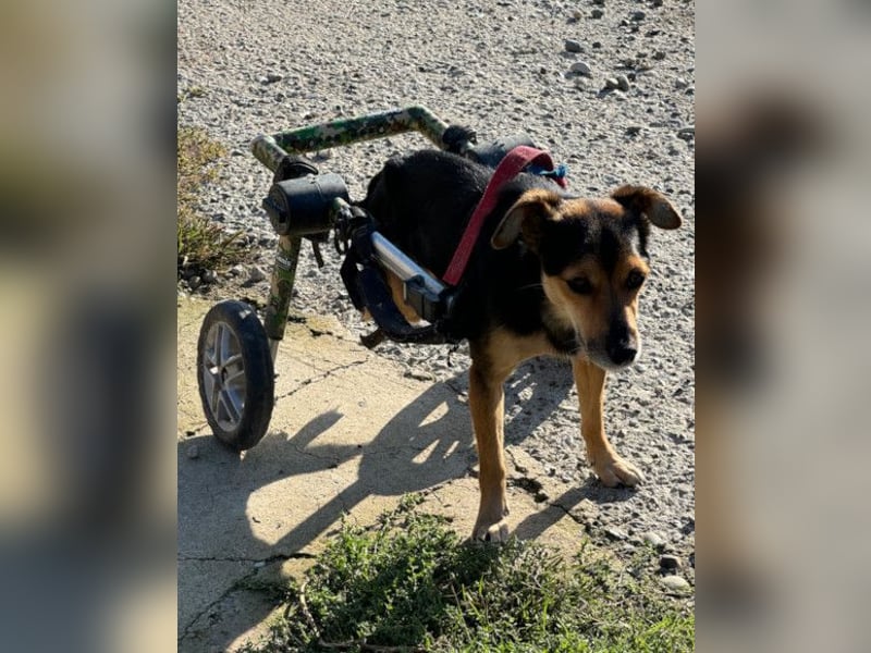 Roby ❤️ aktiver, verschmuster Rollibub