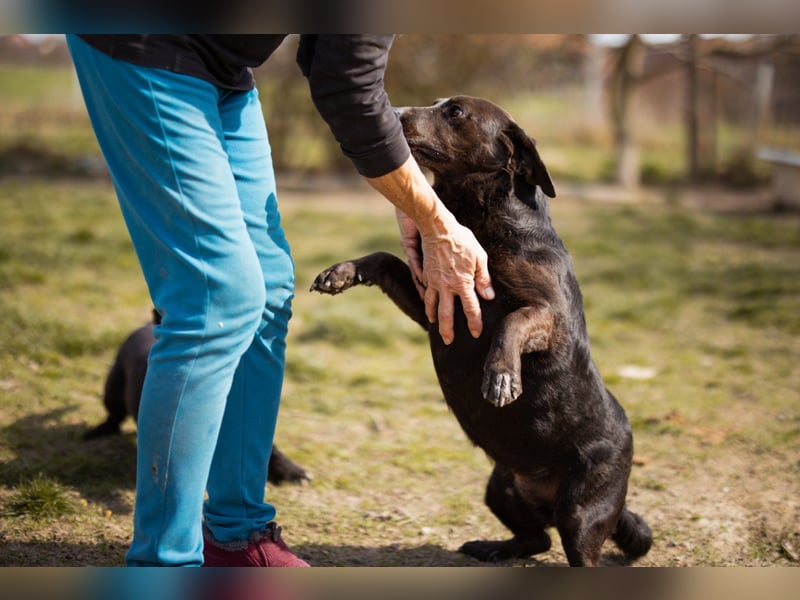 Freundlicher ♥Grom♥ kleiner, sozialer Rüde