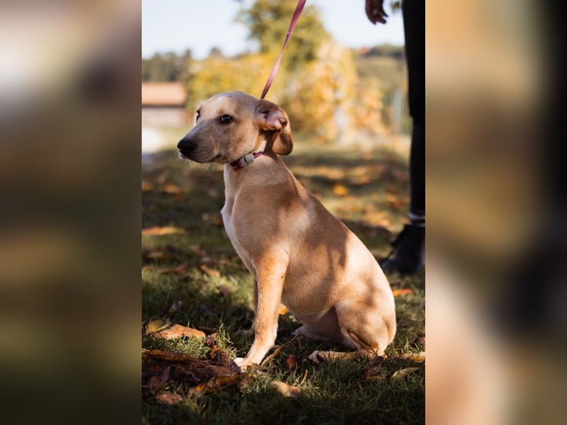 Hachiko ❤️ so lebensfroh und aktiv!