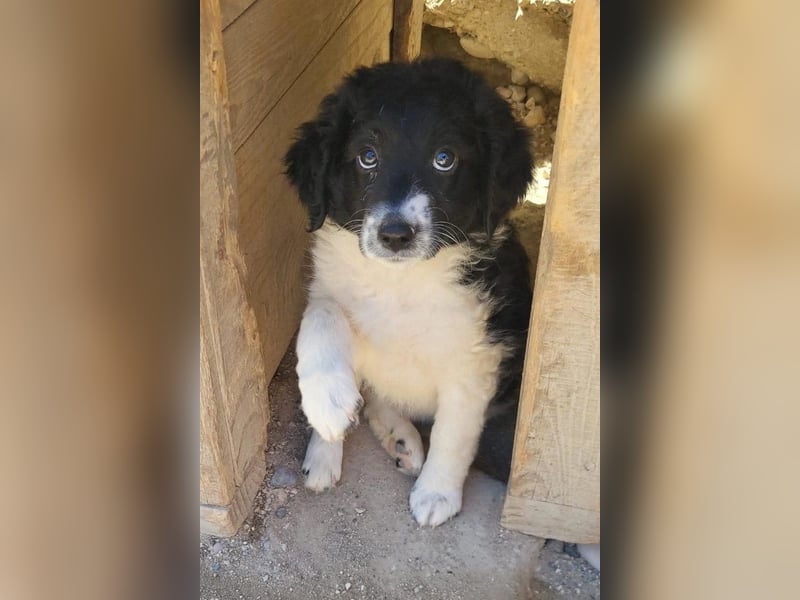 Süße ♥Suki♥ wartet bereits in 32130 Enger auf ihre Für-Immer-Menschen