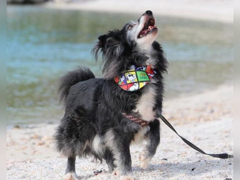 Neno ❤️ vital, neugierig + katzenverträgl.