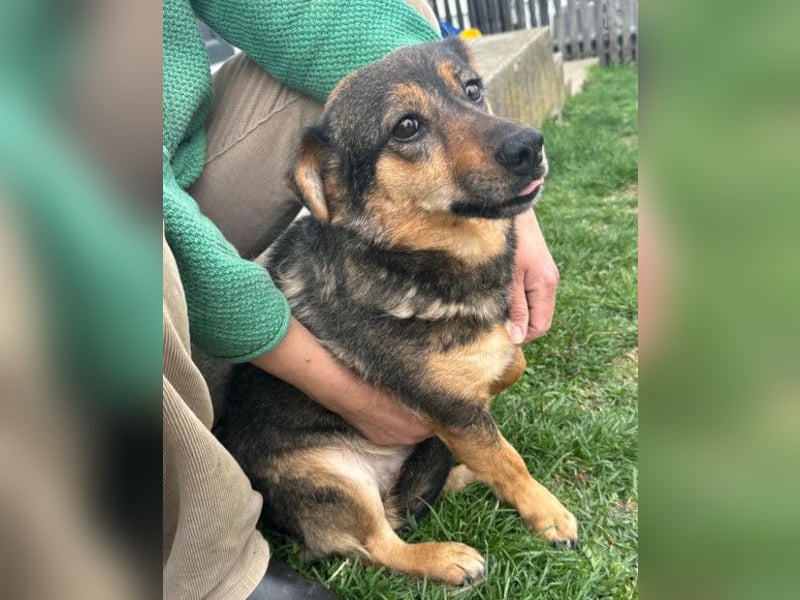 KENAI❤️kleine Kämpferin mit großem Herz & katzenverträglich