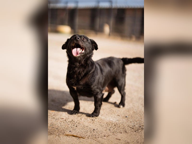 Liebe ♥ Lava ♥ kuschelige, kleine Hündin