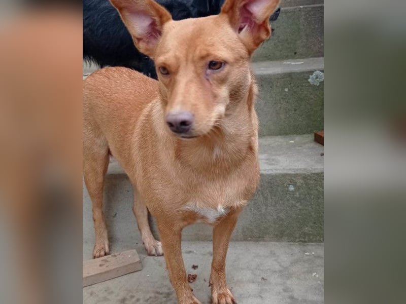 Sanfte SIMBA❤️eine liebevolle Seele - gerettet und bereit fürs Glück!