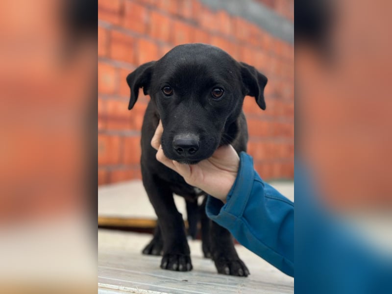 STEFAN❤️entzückender, schüchterner Jungrüde auf Körbchensuche