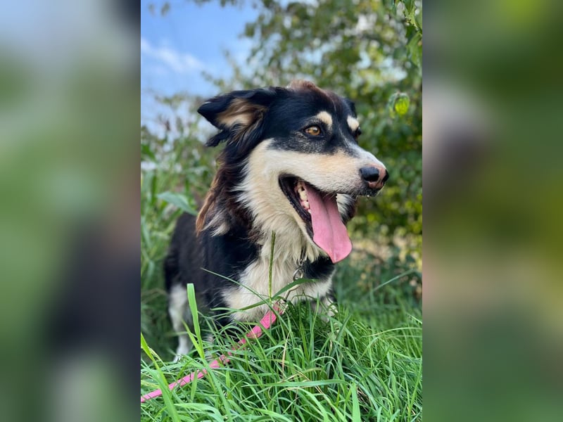 Lucy ❤️ offene, neugierige, so liebe Hundedame