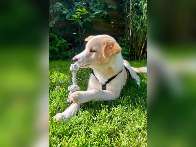 Kleine ♥Tina♥ wartet bereits in 21465 Wentorf auf ihre treuen Für-Immer-Menschen