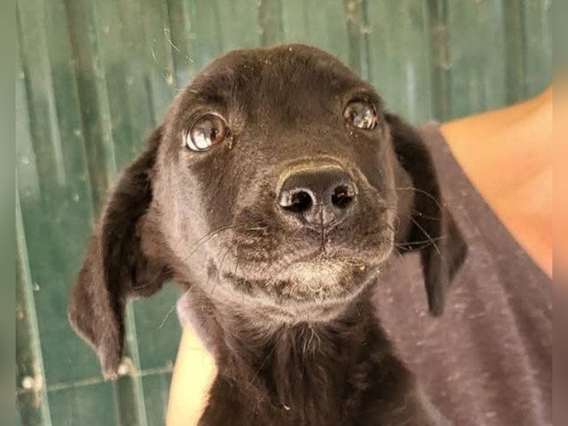 Welpenbub ♥ Spunky ♥ liebenswertes Familienmitglied auf 4 Pfoten