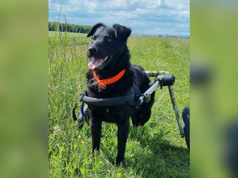 Floyd ❤️ liebenswerter, tapferer Kämpfer
