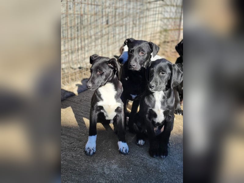 Monty - neugieriger, so lieber kleinerbleibender Hundebub