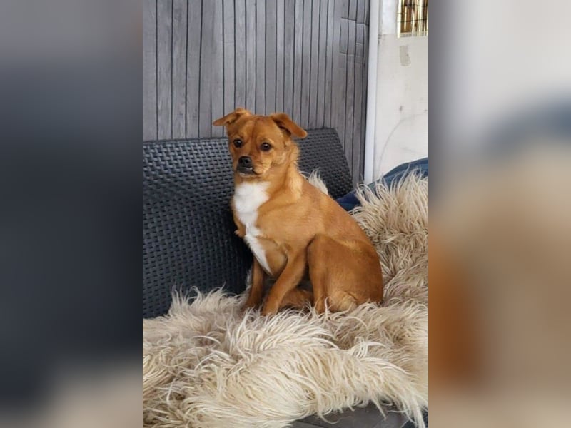 Liebste ♥Luna♥ klein, fein und stubenrein