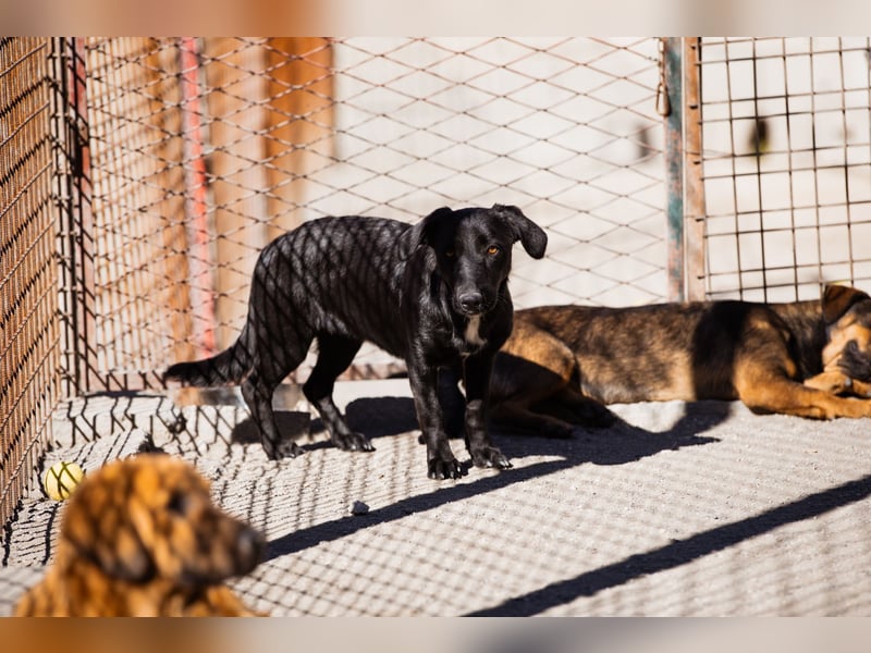 Schmusepfote Cassia ♥️ tolle Familienhündin