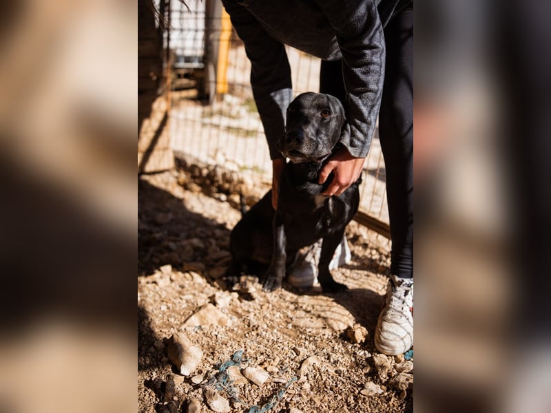 Kajo ❤️ super lieber Bub sucht Zuhause