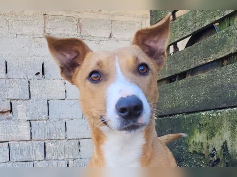 Aurelia ❤️ aufgeweckte, so fröhliche Maus