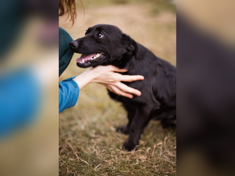 Jungrüde Romy sucht sein Lebensglück