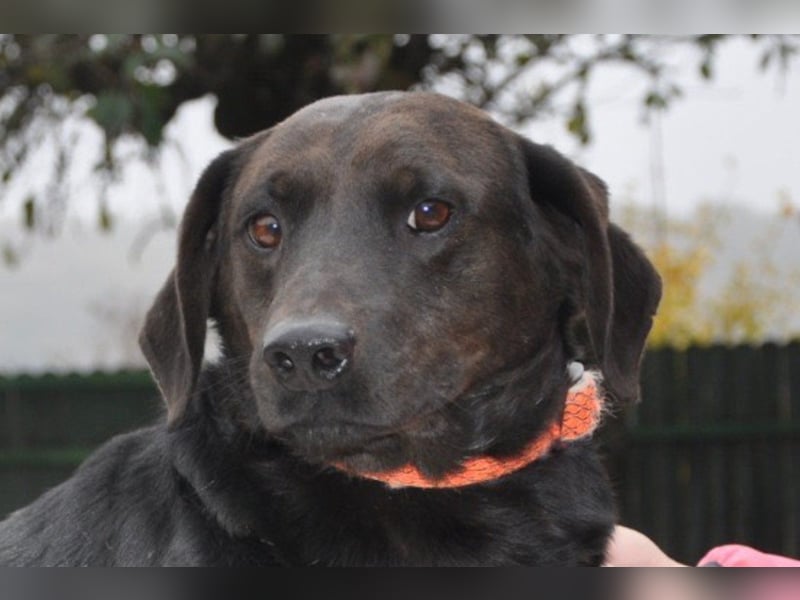 Freundlicher ♥Grom♥ kleiner, sozialer Rüde