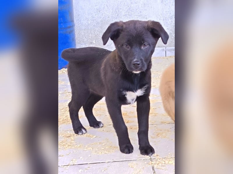 süße LIA❤️kleines Energiebündel sucht ein Für-Immer-Körbchen