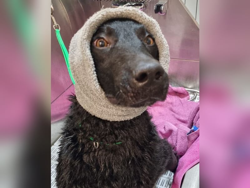 Floyd ❤️ liebenswerter, tapferer Kämpfer Floyd ❤️ liebenswerter, tapferer Kämpfer