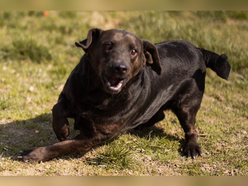 Freundlicher ♥ Grom ♥  kleiner, sozialer, lebensfroher Rüde