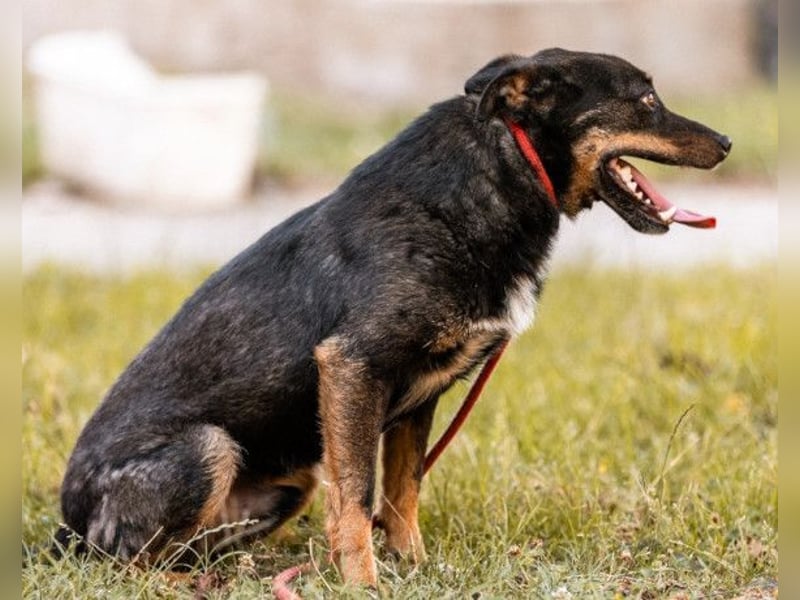 Rio ❤️ freundlicher Herzenshund sucht Familie!