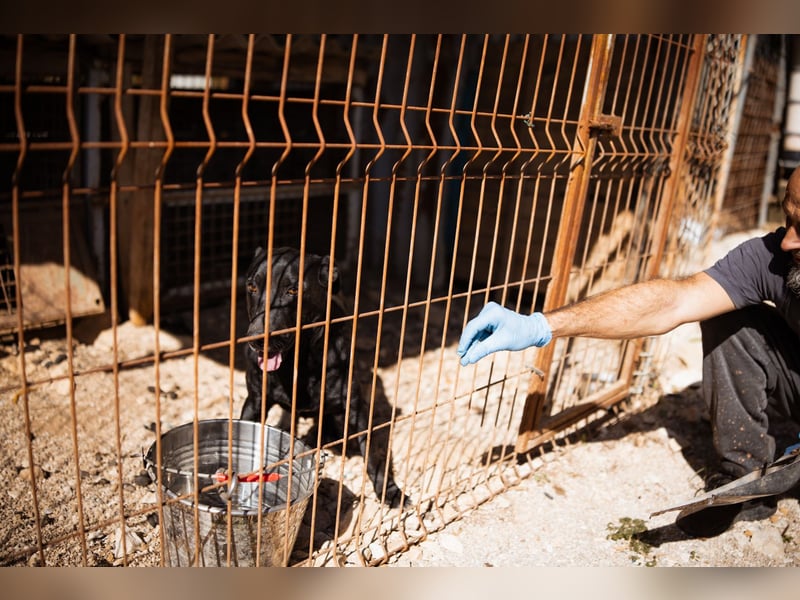 Kajo ❤️ super lieber Bub sucht Zuhause