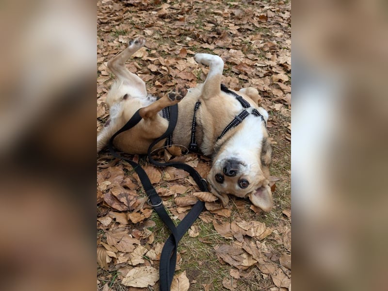 Sanfte ♥ Mirna ♥ wartet schon in 67663 Kaiserslautern auf ihre passende Familie