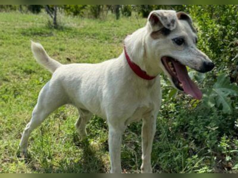 Roki - Jacki-Mix, aktiv, lebensfroh, liebt Menschen