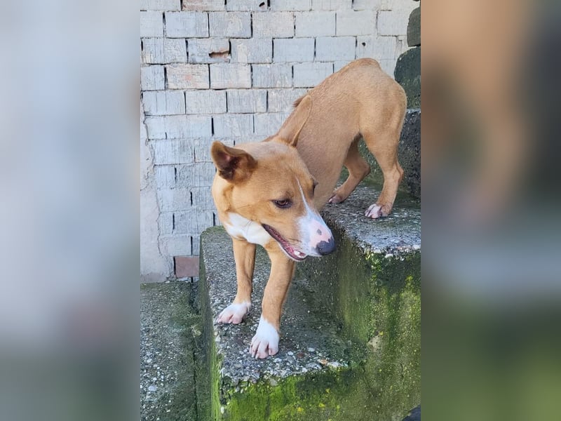 Aurelia ❤️ aufgeweckte, so fröhliche Maus