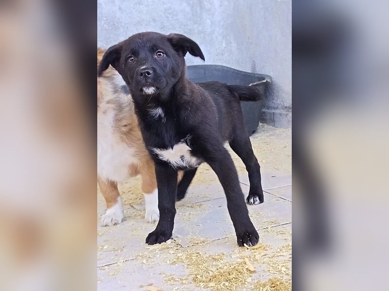 süße LIA❤️kleines Energiebündel sucht ein Für-Immer-Körbchen