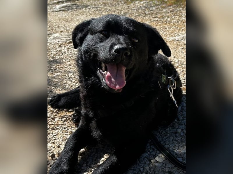 Bruce ❤️ Sanftmütig, loyal, verschmust!