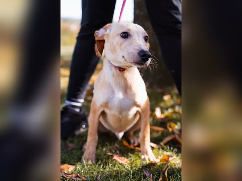 Hachiko ❤️ so lebensfroh und aktiv!