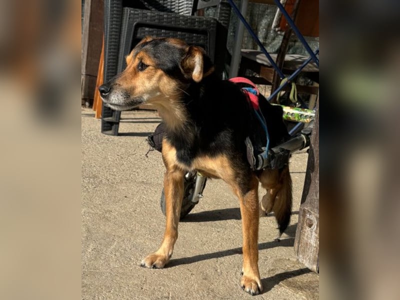 Roby ❤️ aktiver, verschmuster Rollibub