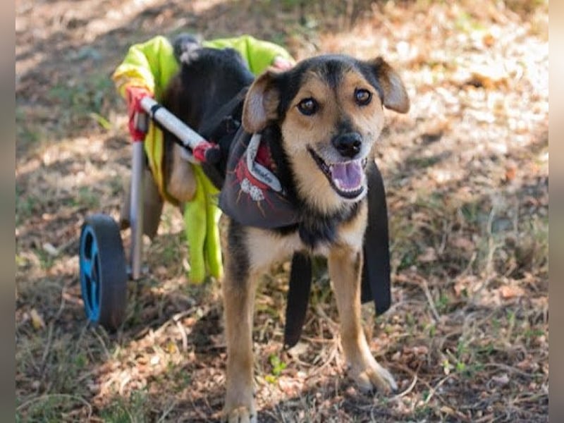 Smarter Rollibub ♥ Roby ♥ verspielt, verschmust und so lebensfroh