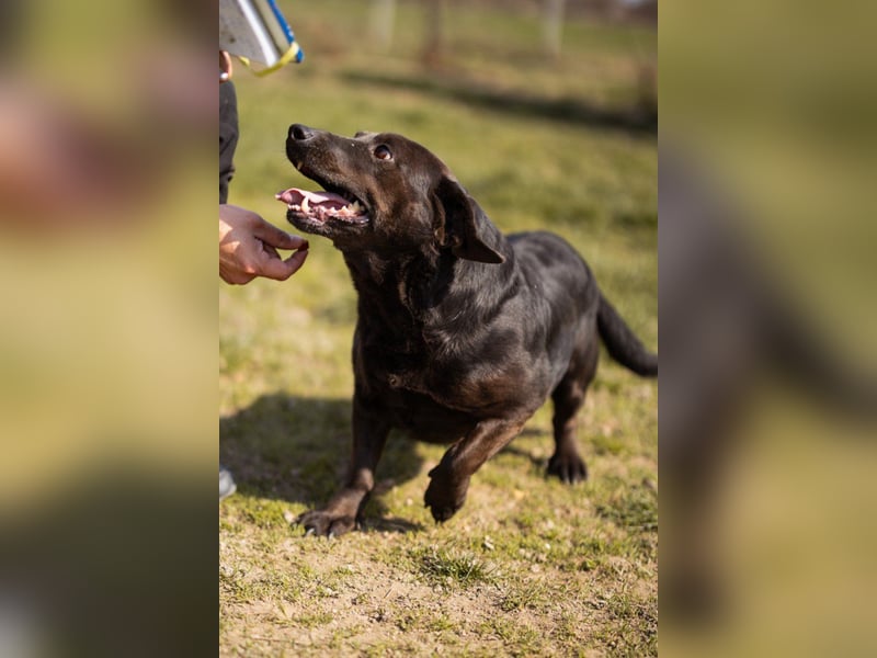 Freundlicher ♥ Grom ♥  kleiner, sozialer, lebensfroher Rüde