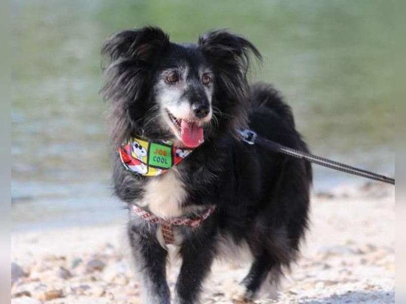 Neno ❤️ vital, neugierig + katzenverträgl.