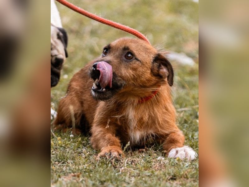 Bentley ❤️ kleiner, verspielter Lausbub!