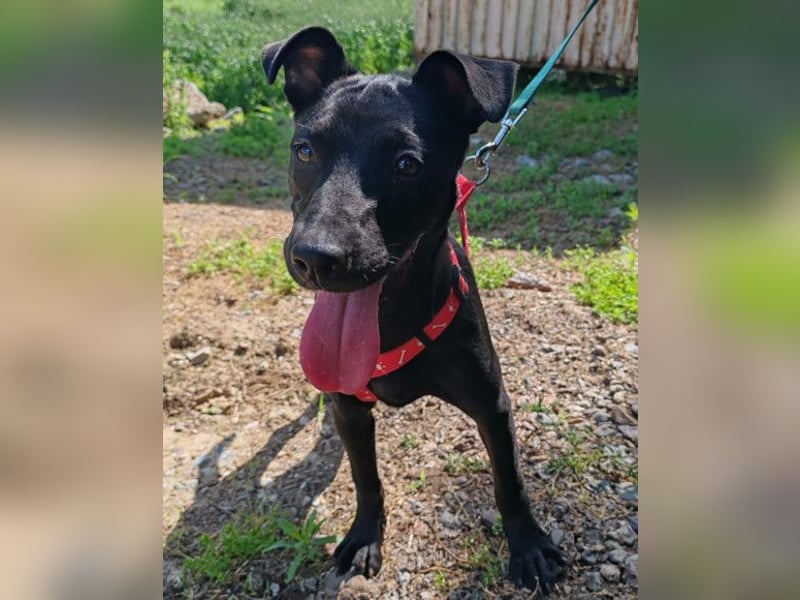 Kleine ♥ Kascha ♥ lieb und auch katzenverträglich