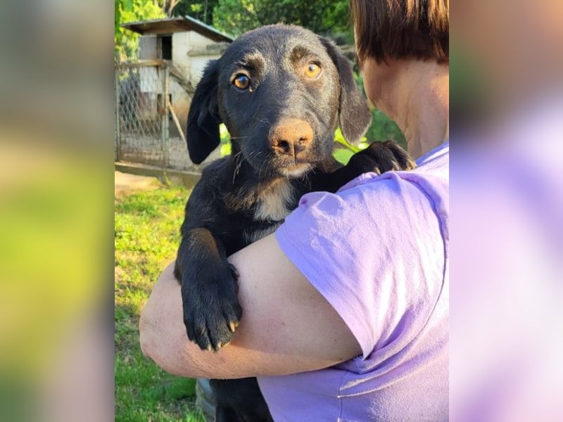 Schmusepfote Cassia ♥️ tolle Familienhündin