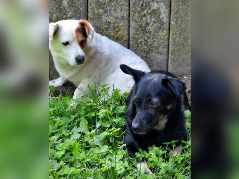Flecki & Yumi ❤️ warten in 19336 Groß Lüben Flecki & Yumi ❤️ warten in 19336 Groß Lüben