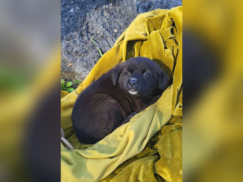 süße LIA❤️kleines Energiebündel sucht ein Für-Immer-Körbchen
