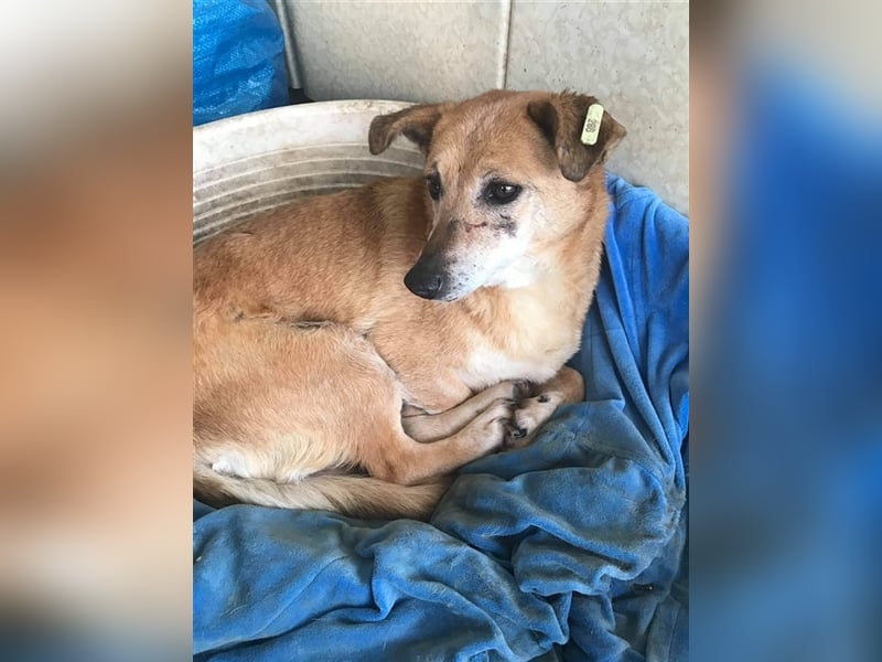 Omi Romi sucht ein ruhiges Zuhause 