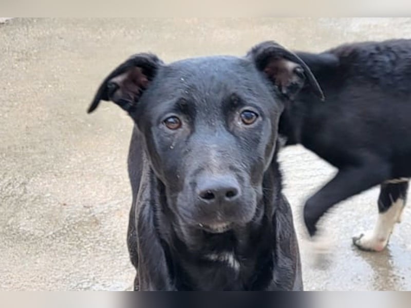 Monty - neugieriger, so lieber kleinerbleibender Hundebub