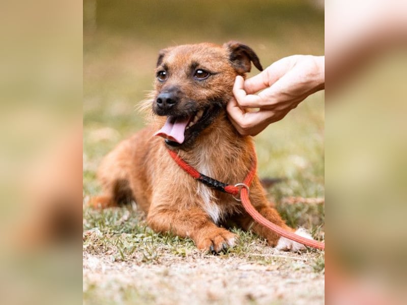 Bentley ❤️ kleiner, verspielter Lausbub!