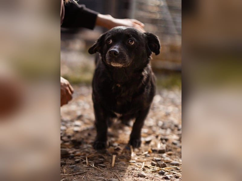 Liebste Lava - kuschelige, freundliche kleine Hündin